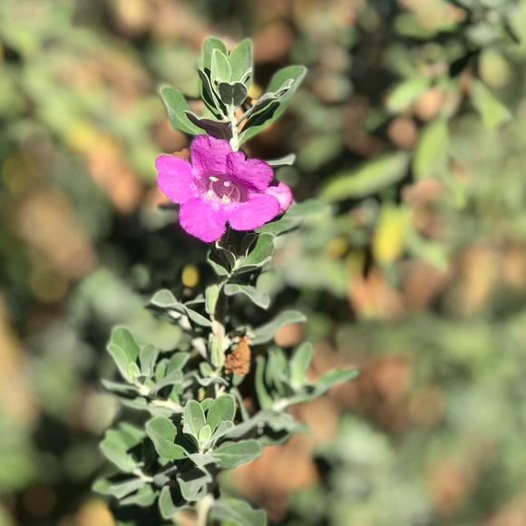 Meet your Posher, Makayla - Picture 1 of 1